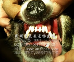 猫猫狗狗也需要洁牙